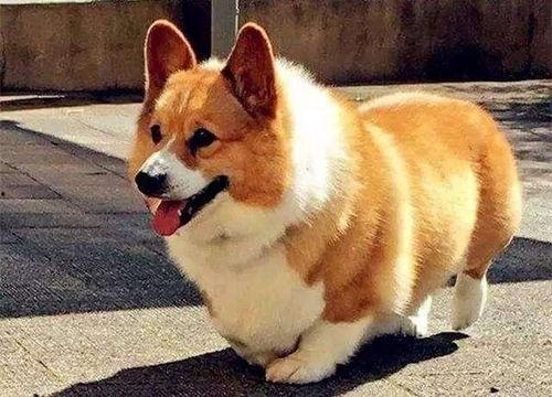柯基犬可以吃凉瓜吗视频,营养美味两不误