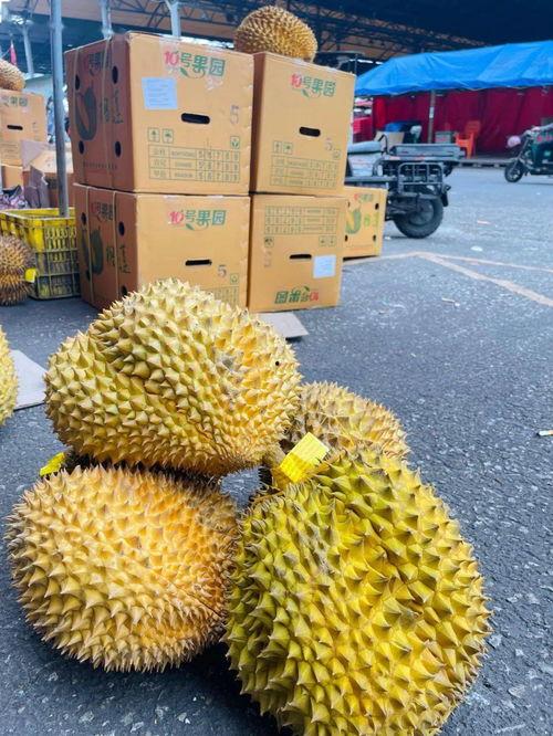 广东人吃吊瓜视频大全,视频大全带你领略吊瓜的独特魅力