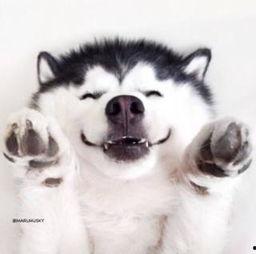 喂狗吃瓜群众视频大全,喂狗吃瓜群众视频大全集锦