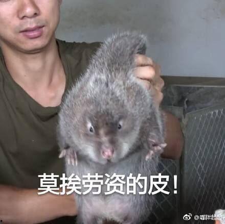 竹鼠吃瓜的视频在线观看,萌态十足引网友爆笑