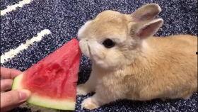 兔子可以吃小瓜嘛视频,小瓜，兔子的新宠？